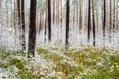 Ormanda ilk don, Letonya