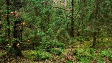 Bulutlu bir günde yeşil sonbahar ormanı, yakın çekim. Cesis, Letonya