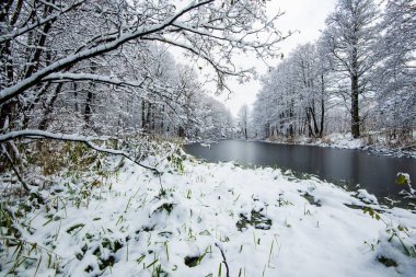 Bulutlu bir kış gününde karla kaplı ormanda donmuş gölün görünümü, Letonya