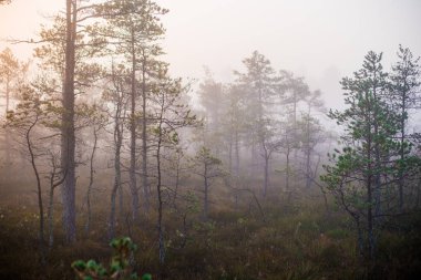 Ormanda bulutlu bir sonbahar günü. Sabah sisi ve yeşil çam ağaçları. Kemeri, ne? Letonya