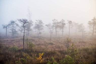 Ormanda bulutlu bir sonbahar günü. Sabah sisi ve yeşil çam ağaçları. Kemeri, ne? Letonya