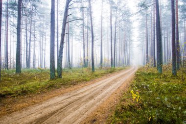 Sonbahar ormanı manzarası. Çam ağaçlarının arasından toprak bir yol, Letonya