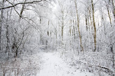 Karla kaplı orman, huş ağaçları yakın çekim, Letonya