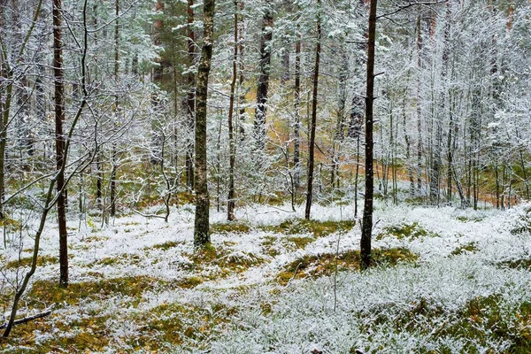 Erster Frost Wald Einem Bewölkten Herbsttag Goldene Blätter Lettland — Stockfoto