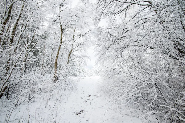 雪に覆われた森 白樺の木クローズアップ ラトビア — ストック写真
