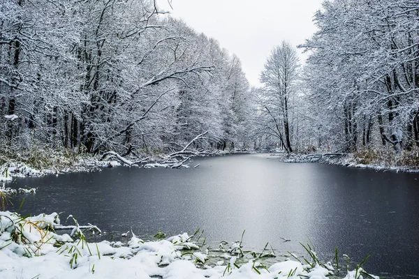 Bulutlu bir kış gününde karla kaplı ormanda donmuş gölün görünümü, Letonya