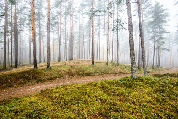 Eine Herbstliche Waldlandschaft Morgennebel Kiefernwald Einem Bewölkten Tag Grüne Und — Stockfoto