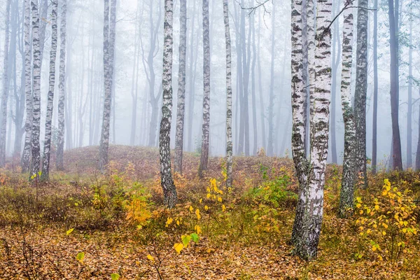 森の朝霧 緑と黄金の葉 白樺の木クローズアップ ラトビア — ストック写真