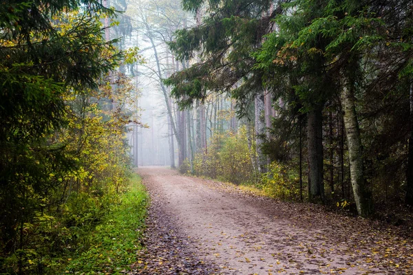 Cloudy Autumn Day Morning Fog Colorful Trees Road Forest Kemeri — Stock Photo, Image