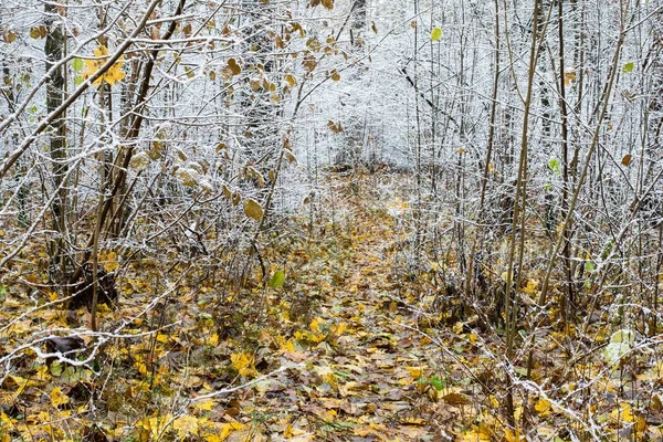 Pierwszy Mróz Lesie Pochmurny Jesienny Dzień Zielone Złote Liście Łotwa — Zdjęcie stockowe