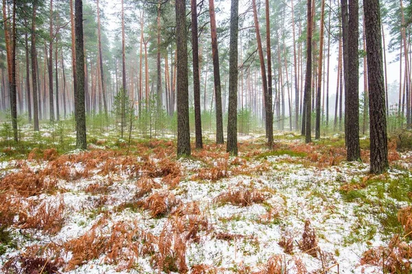 Çam ormanında bulutlu bir kış günü. Karaltında yeşil çimenler ve altın yapraklar. Letonya