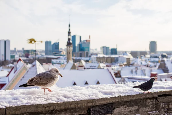 Slunečný Zimní Den Modrá Obloha Mraky Ptáci Stěně Starém Městě — Stock fotografie