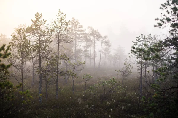 Ormanda bulutlu bir sonbahar günü. Sabah sisi ve yeşil çam ağaçları. Kemeri, ne? Letonya