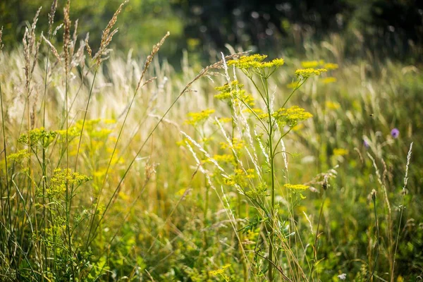 Champ Champêtre Fleuri Par Une Journée Nuageuse Gros Plan Estonie — Photo