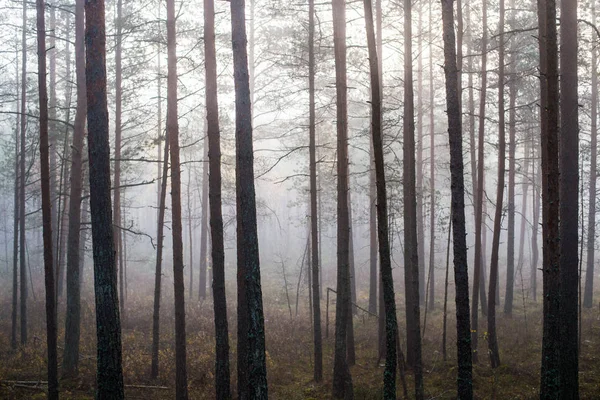 Cloudy Autumn Day Forest Morning Fog Green Pine Trees Kemeri — Stock Photo, Image