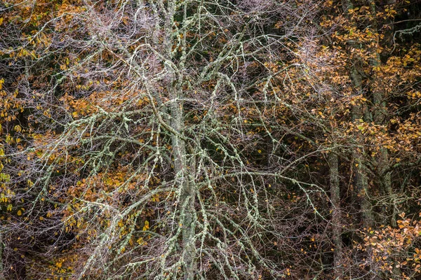 Bulutlu Bir Sonbahar Gününde Ormanda Renkli Huş Ağaçları Don Cesis — Stok fotoğraf