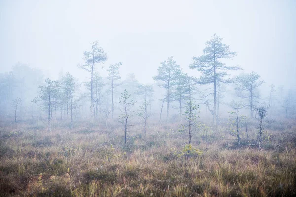 Bewolkte Herfst Dag Het Bos Ochtend Mist Groene Pijnbomen Kemeri — Stockfoto