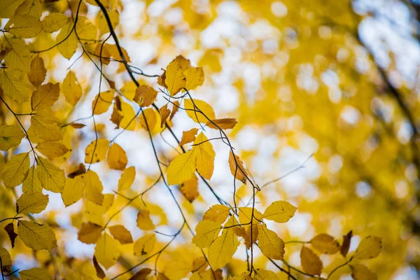 Jesienny Krajobraz Lasu Widok Bliska Drzew Bukowych Zielonych Złotych Liści — Zdjęcie stockowe