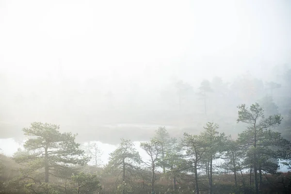 Pure Morning Light Fog Swamp Blue Water Green Pine Trees — Stock Photo, Image