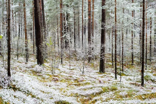 First Frost Forest Cloudy Autumn Day Golden Leaves Latvia — Stock Photo, Image