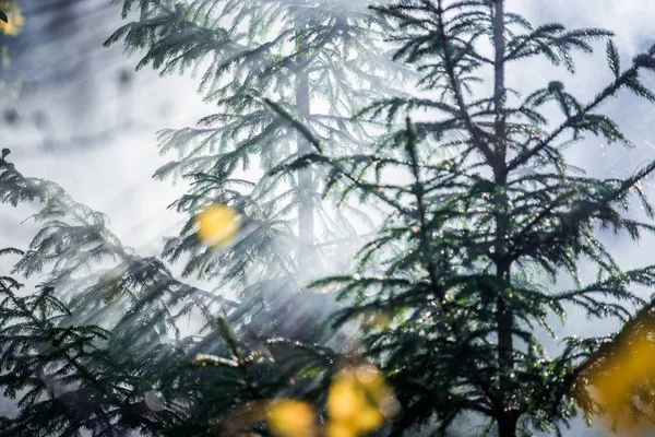 Herfst Landschap Ochtend Mist Het Bos Zonnestralen Gouden Bladeren Takken — Stockfoto