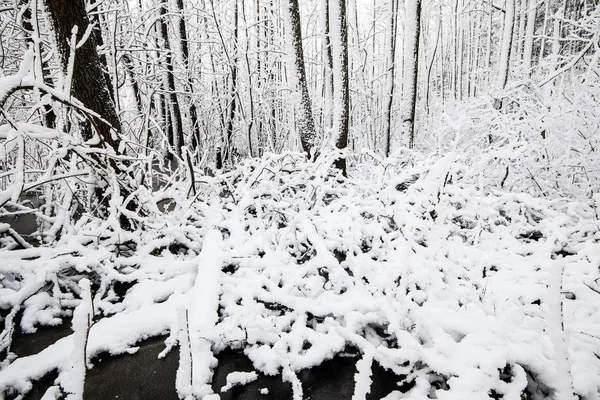 Zonnige Winterdag Het Bos Berken Bomen Close Letland — Stockfoto