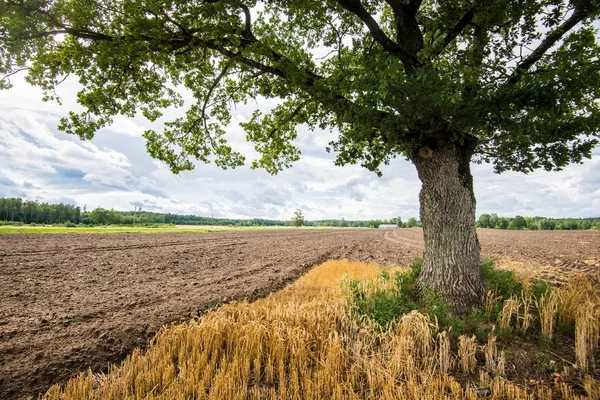Primer Plano Del Árbol Campo Agrícola Del País Fondo Letonia —  Fotos de Stock