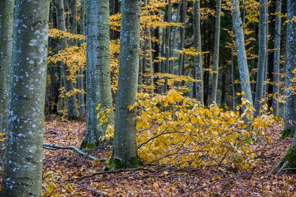 Paisaje Forestal Otoñal Vista Cerca Haya Hojas Verdes Doradas Alemania —  Fotos de Stock