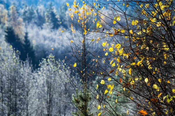 Pierwszy Friost Lesie Złote Drzewo Zbliżenie Cesis Łotwa — Zdjęcie stockowe