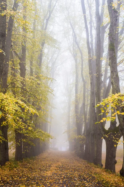 Туман Осенним Утром Вид Дорожку Парке Старые Деревья Золотые Листья — стоковое фото