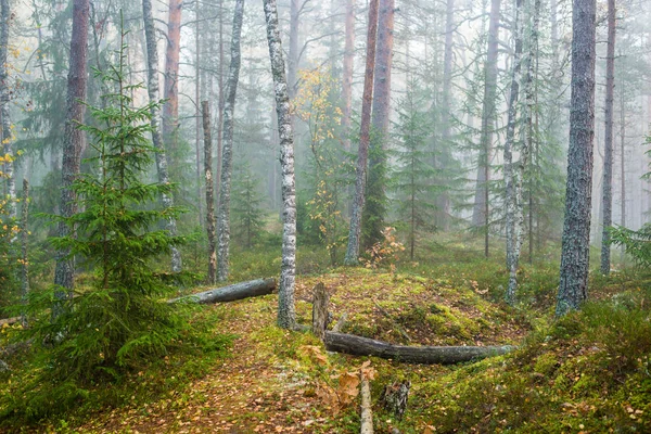 Cloudy Autumn Day Forest Morning Fog Green Pine Trees Kemeri — Stock Photo, Image