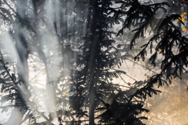 Осінній Пейзаж Ранковий Туман Лісі Сонячні Промені Гілки Соснових Дерев — стокове фото