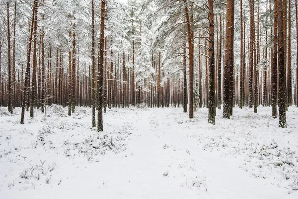 Winter Forest Covered Snow — Stock Photo, Image