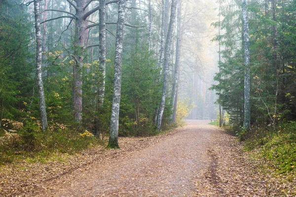 Oblačno Podzimní Den Ranní Mlha Pestrobarevné Stromy Cesta Lesem Kemeri — Stock fotografie