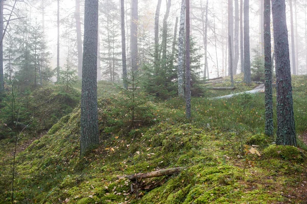 森林中多云的秋日 晨雾和绿松树 凯梅里拉托维亚 — 图库照片