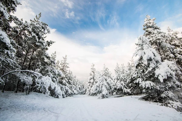 Widok Las Sosnowy Słoneczny Zimowy Dzień Łotwa — Zdjęcie stockowe