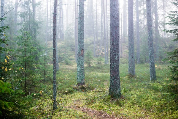 Dia Outono Nublado Floresta Nevoeiro Manhã Pinheiros Verdes Kemeri Letónia — Fotografia de Stock