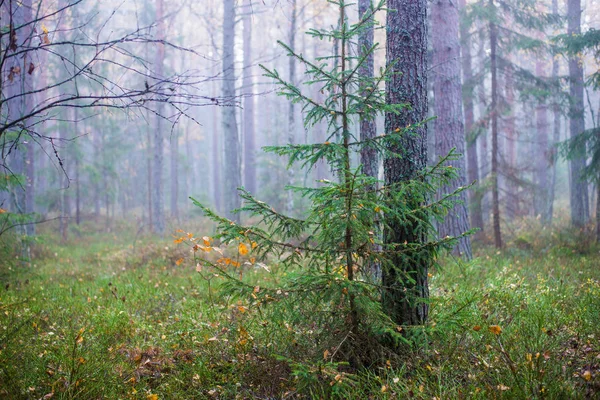 Cloudy Autumn Day Forest Morning Fog Green Pine Trees Kemeri — Stock Photo, Image