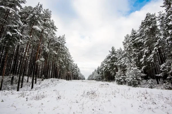 Floresta Pinheiros Coberta Neve Dia Nublado Inverno Letônia — Fotografia de Stock