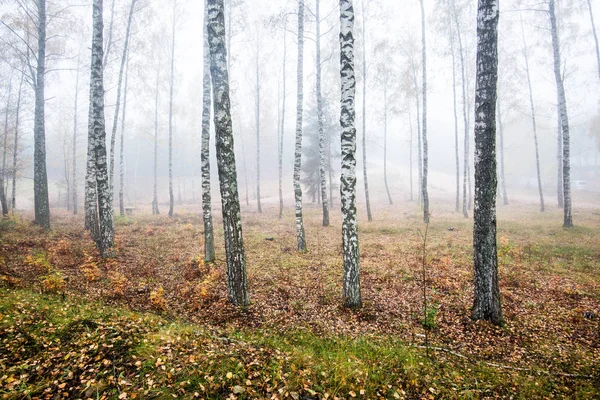 森の朝霧 緑と黄金の葉 白樺の木クローズアップ ラトビア — ストック写真