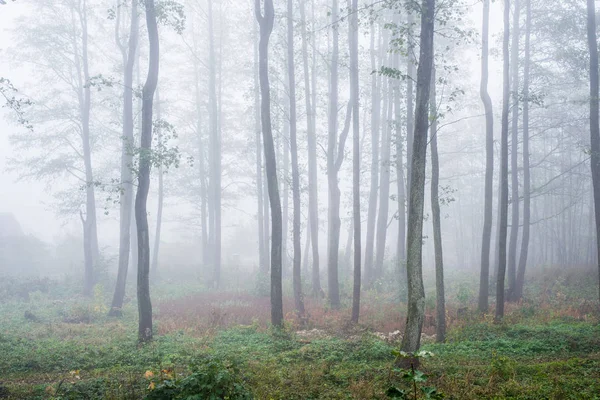 Morgennebel Wald Grüne Und Goldene Blätter Birken Aus Nächster Nähe — Stockfoto