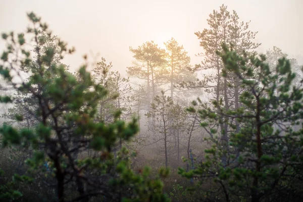 Ormanda bulutlu bir sonbahar günü. Sabah sisi ve yeşil çam ağaçları. Kemeri, ne? Letonya