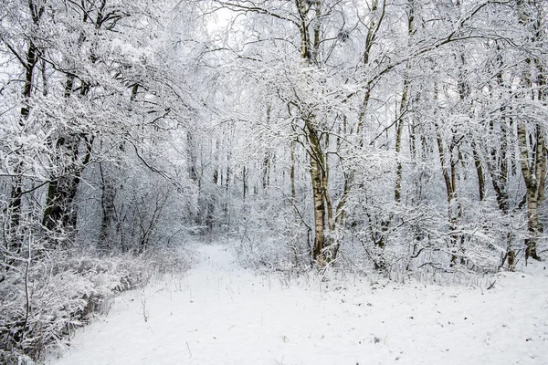 Zonnige Winterdag Het Bos Berken Bomen Close Letland — Stockfoto