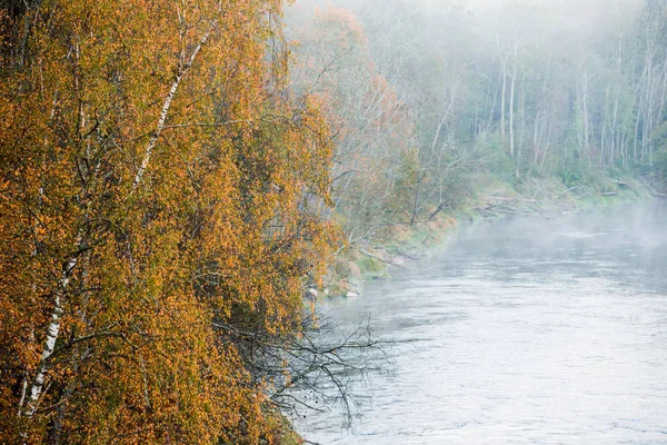 Poranny Mgły Nad Rzeką Gauja Lasu Czyste Niebo Kolorowe Drzewa — Zdjęcie stockowe