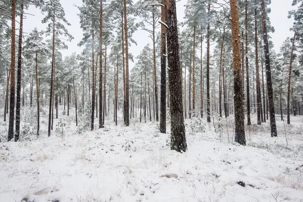 Bosque Pinos Cubierto Nieve Día Nublado Invierno Letonia — Foto de Stock