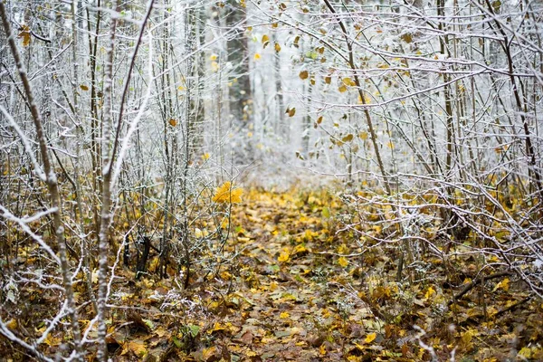 Primera Helada Bosque Día Nublado Otoño Hojas Verdes Doradas Letonia — Foto de Stock