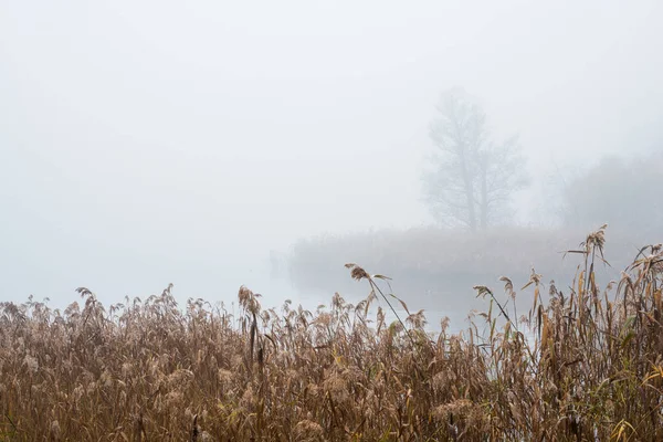Paysage Automne Brouillard Matinal Marais Lettonie — Photo