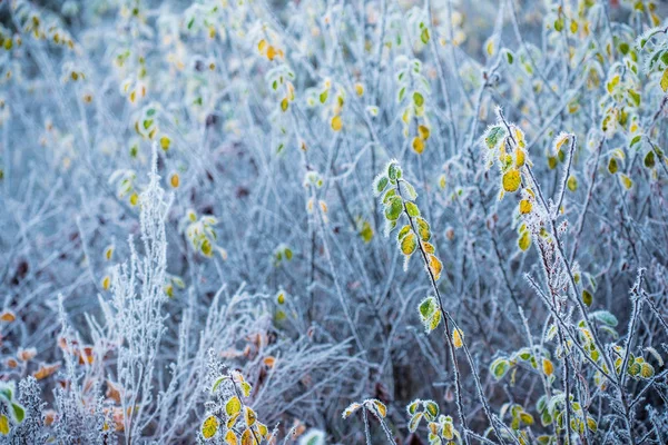 Primera Helada Bosque Hojas Coloridas Cerca Cesis Letonia — Foto de Stock