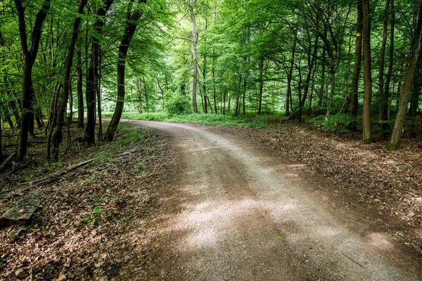 Orman Manzarası Yeşil Orman Eğrelti Otu Almanya — Stok fotoğraf