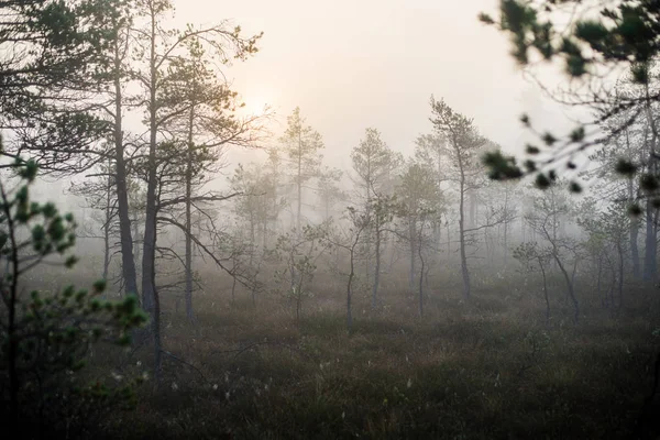 Dia Outono Nublado Floresta Nevoeiro Manhã Pinheiros Verdes Kemeri Letónia — Fotografia de Stock